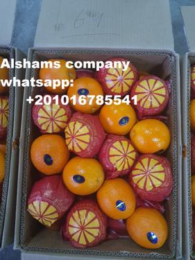 Public product photo - We have orange  onions ready for export from egypt to all the world. (First class) High quality with very good prices.
For prices and more details you can contact us: 
whatsapp: +201016785541 
Email: alshams.info@yahoo.com 

